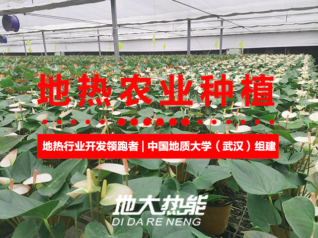 濟(jì)南：“地?zé)崮?農(nóng)業(yè)”產(chǎn)業(yè)融合，讓地?zé)崮苷嬲盁帷逼饋?地大熱能